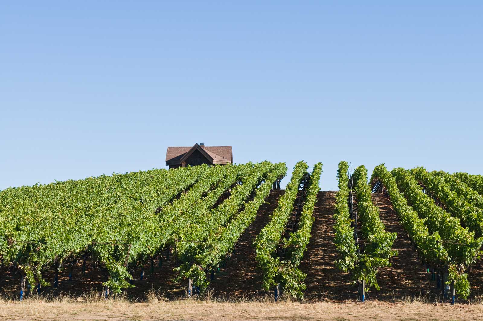 Las mejores excursiones de un día desde San Francisco Sonoma Wine