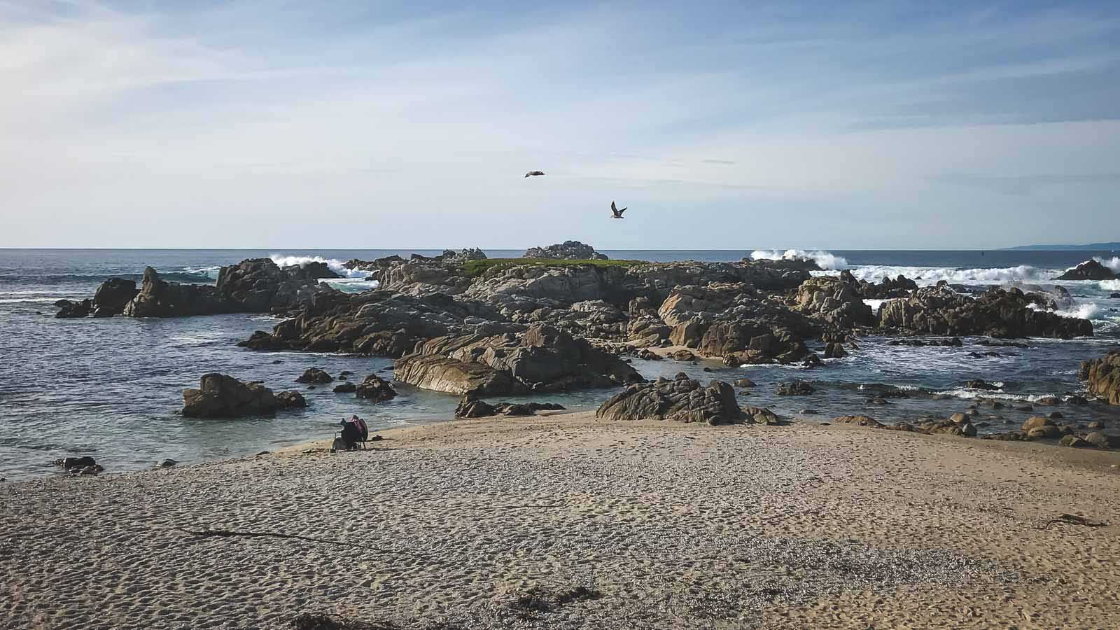 mejores excursiones de un día desde San Francisco Point Lobos