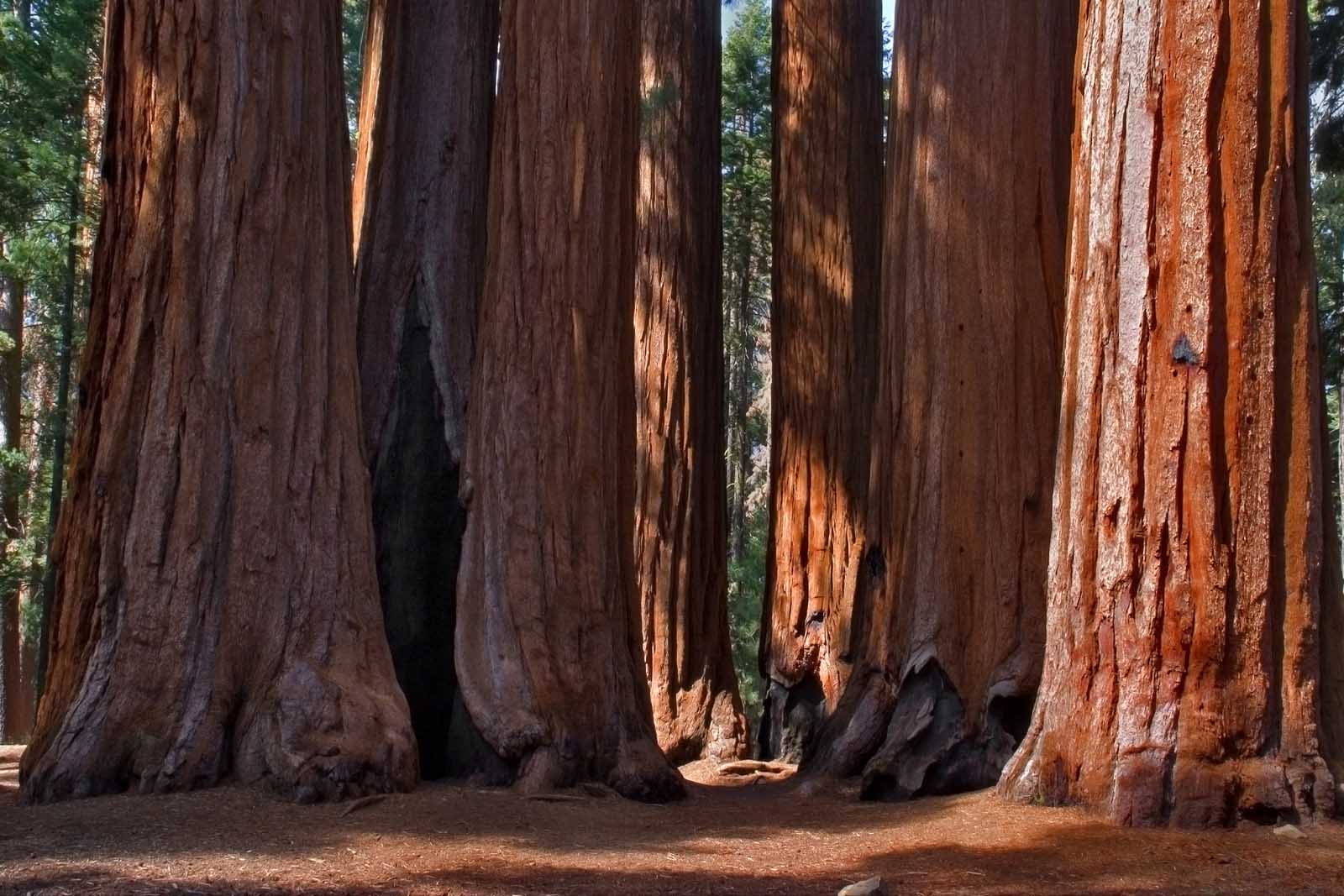 Excursiones de un día desde San Francisco Bear Creek Redwoods Open Space Preserve