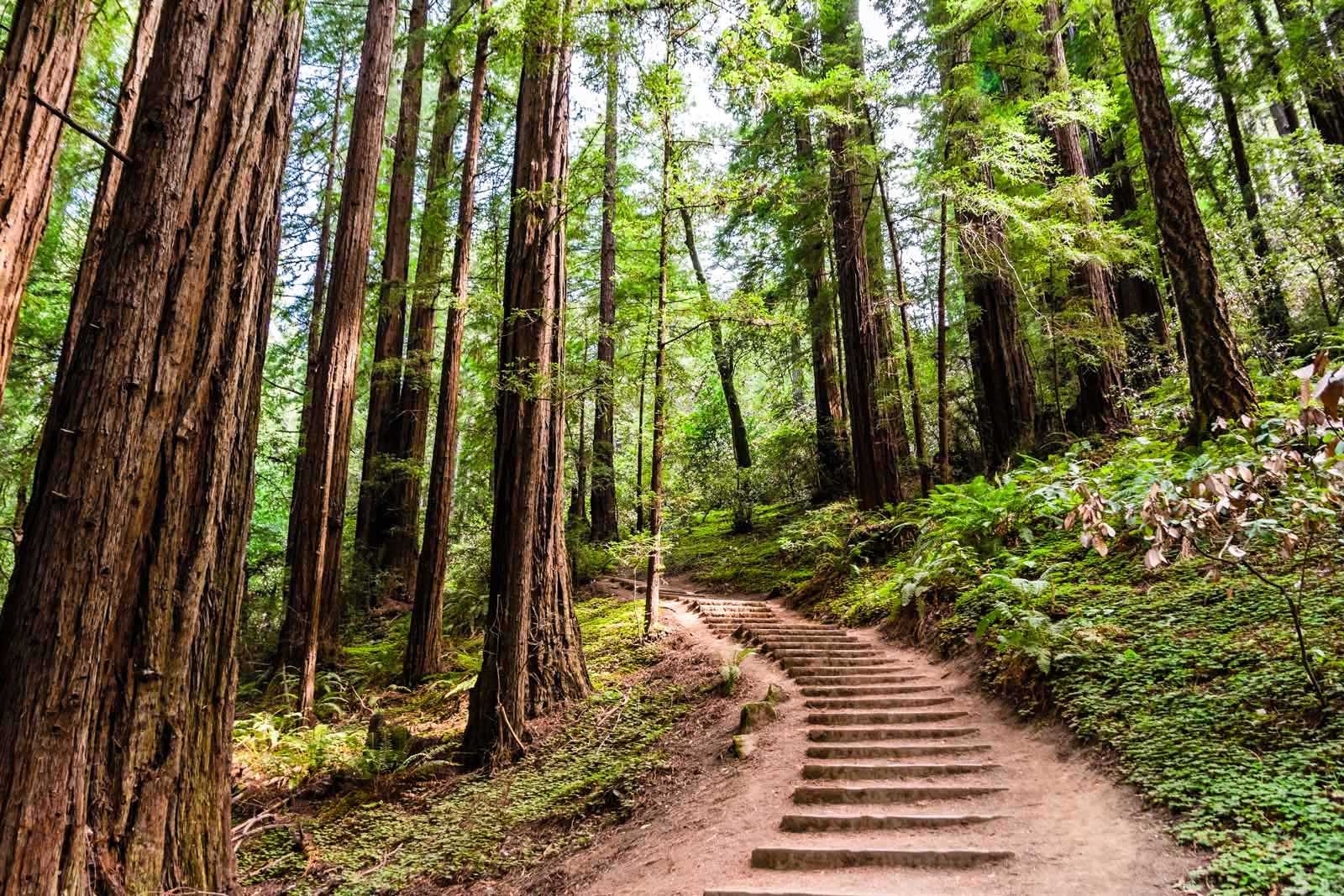 las mejores excursiones de un día desde el bosque de San Francisco Muir