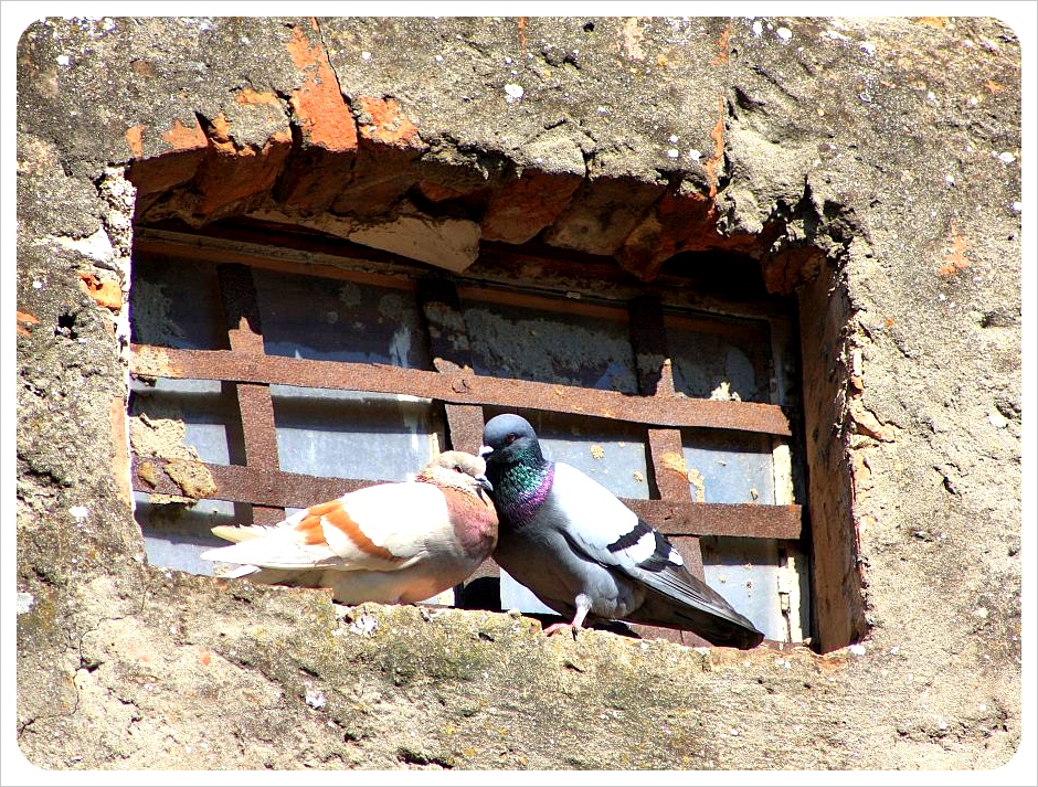 los pájaros enamorados en Italia