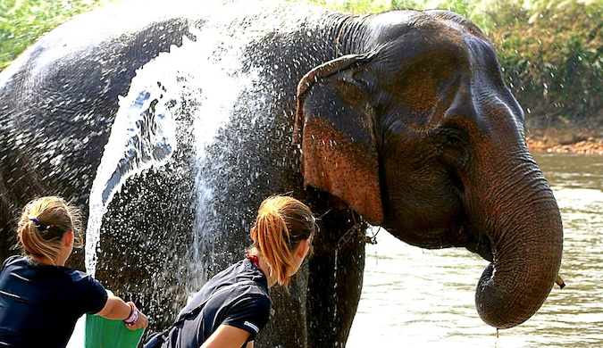 Dos mujeres voluntarias bañando a un gran elefante en Tailandia