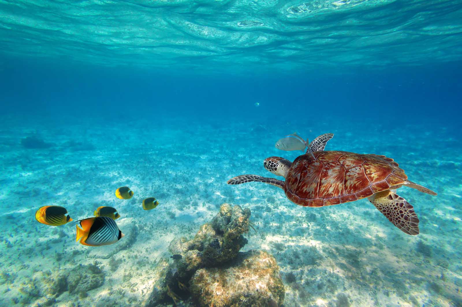 Las mejores playas de Fort Lauderdale Red Reef Park Snorkeling