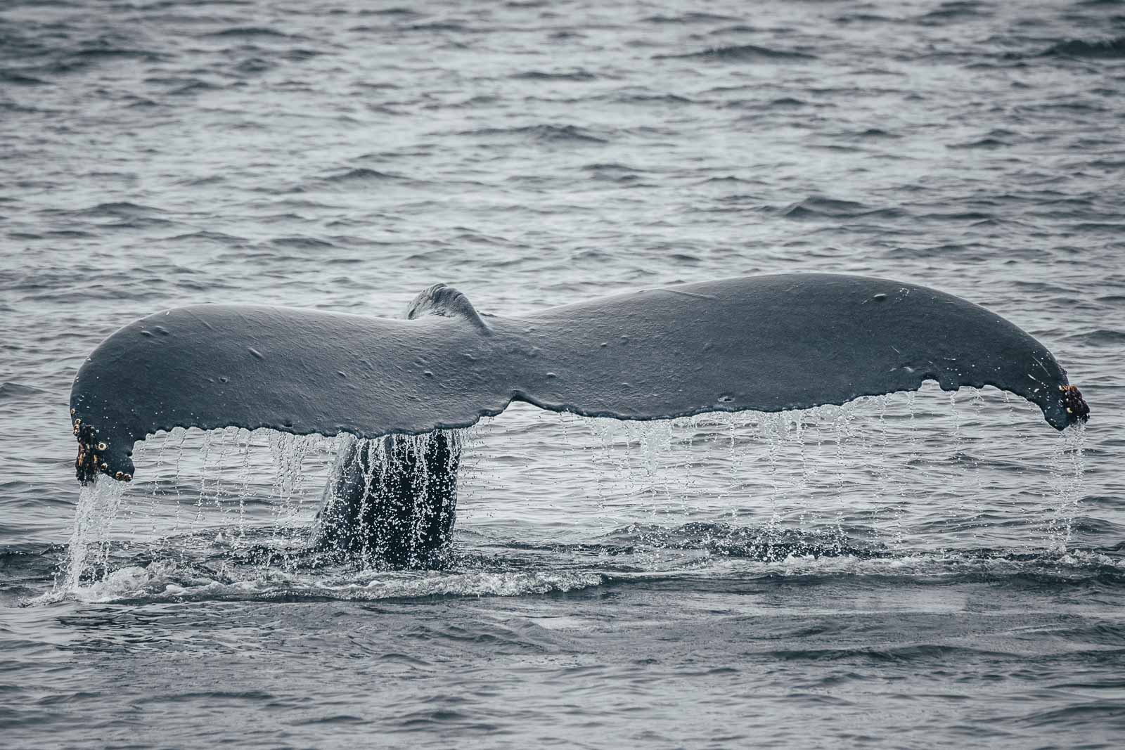 Coste del viaje a Islandia excursiones y actividades observación de ballenas