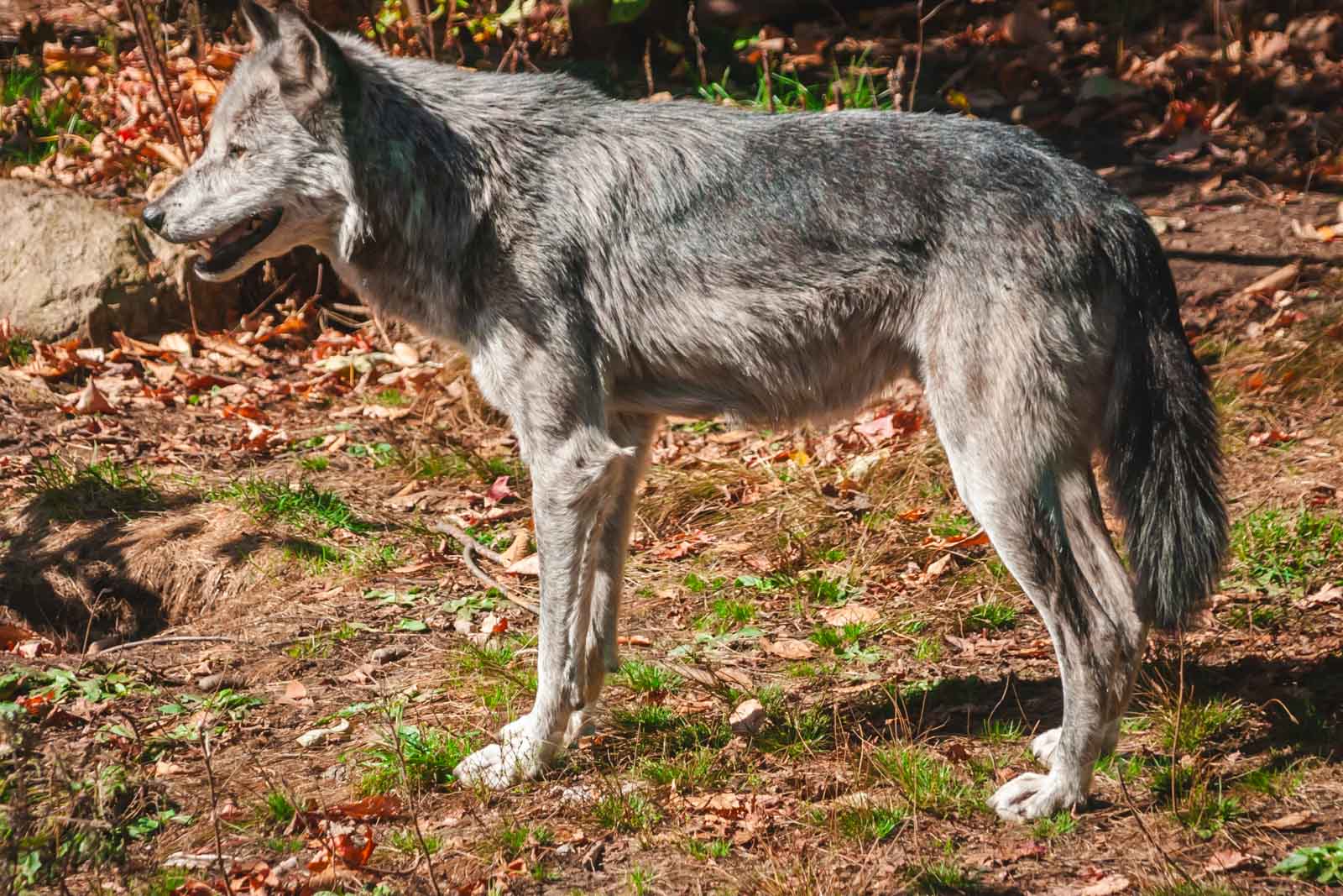 Qué hacer en Nueva Jersey Lakota Wolf Preserve