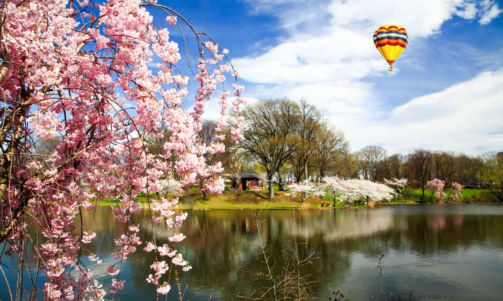 Las mejores cosas que hacer en Nueva Jersey Branch Brook Park Cherry Blossom Festival