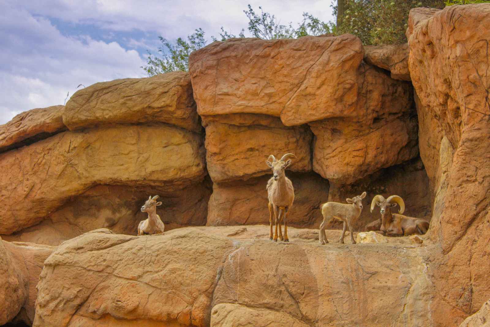 Las mejores cosas que hacer en Phoenix Arizona Sonoran Desert Museum