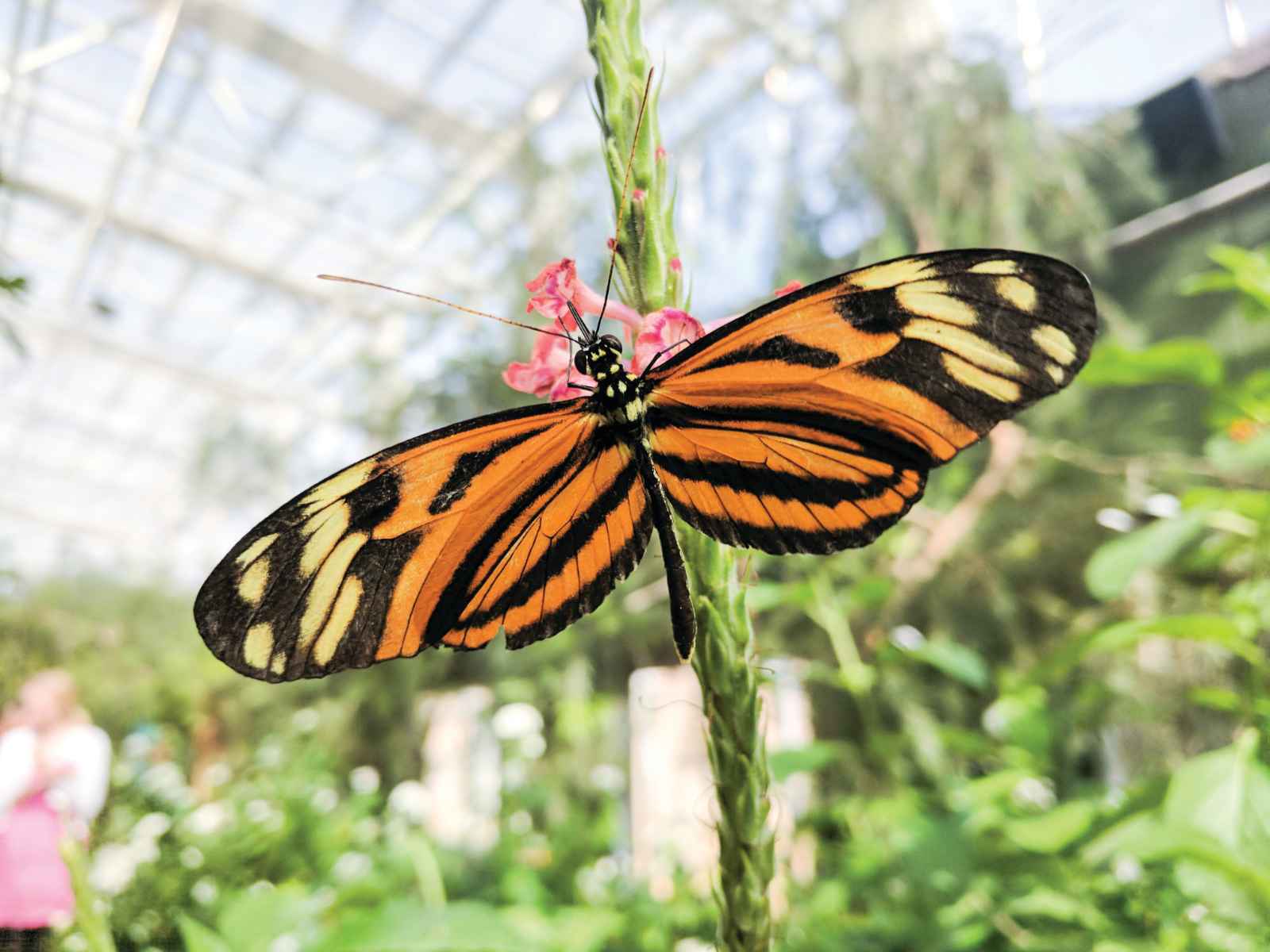 Las mejores cosas que hacer en Phoenix Butterfly Wonderland