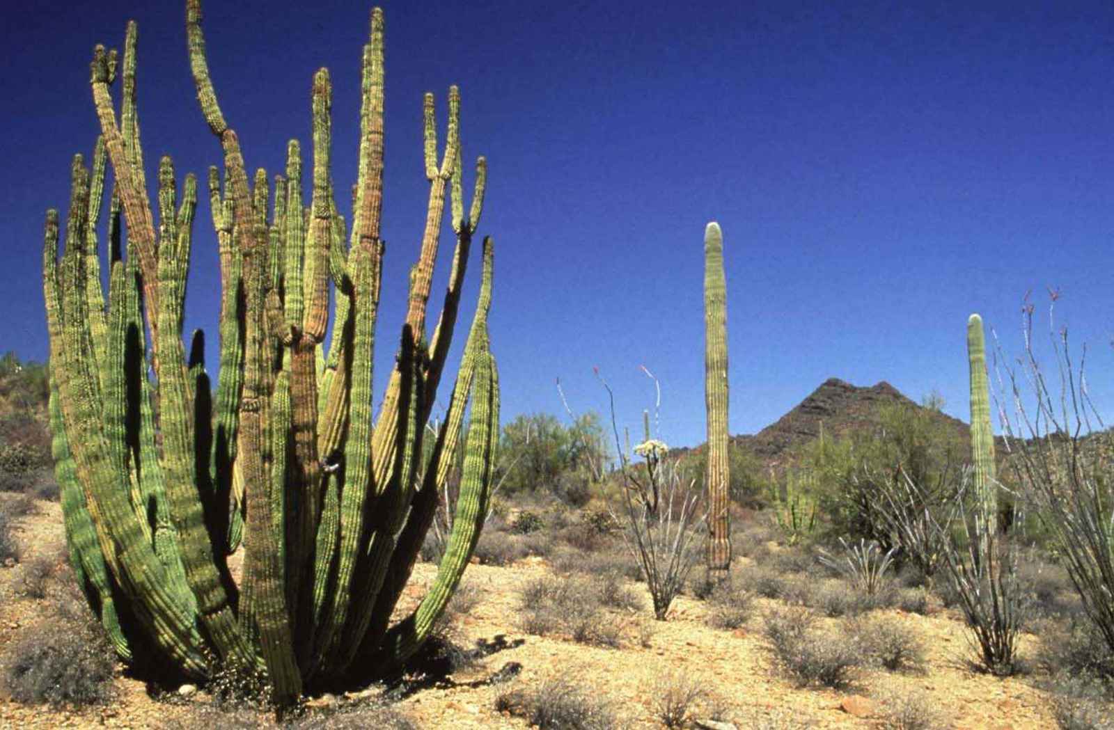 Las mejores cosas que hacer en Phoenix Sahuaro Ranch Park