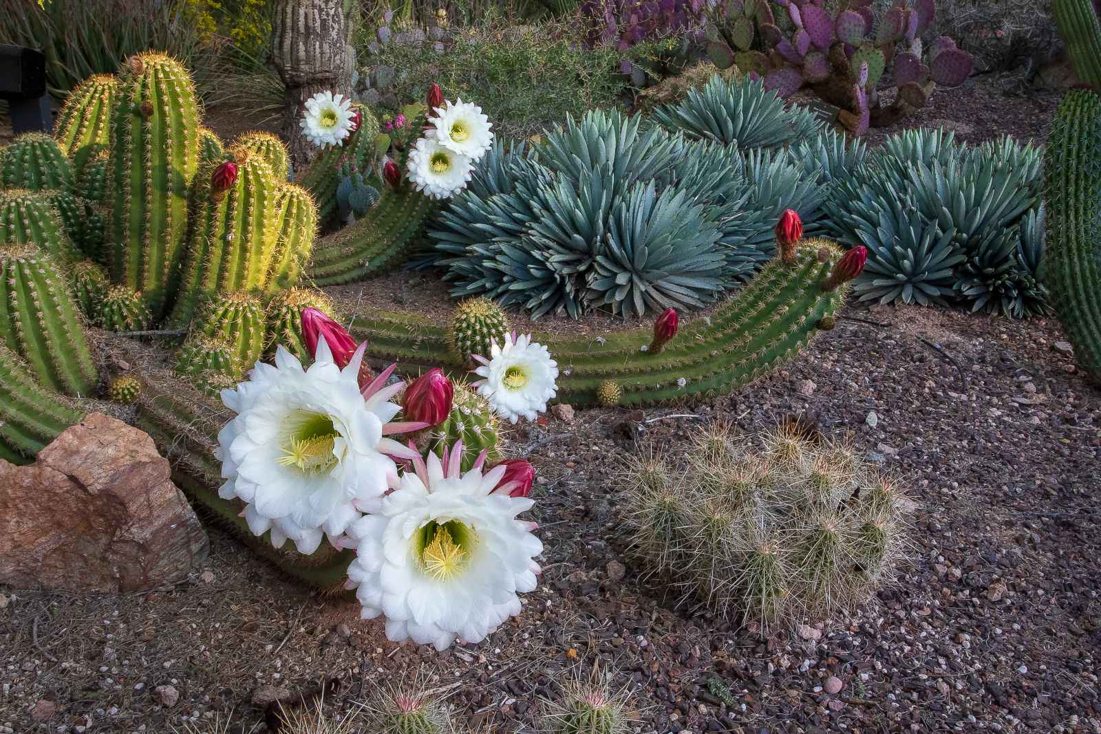 Las mejores cosas que hacer en Phoenix Desert Botanical Garden Cactus Blooming