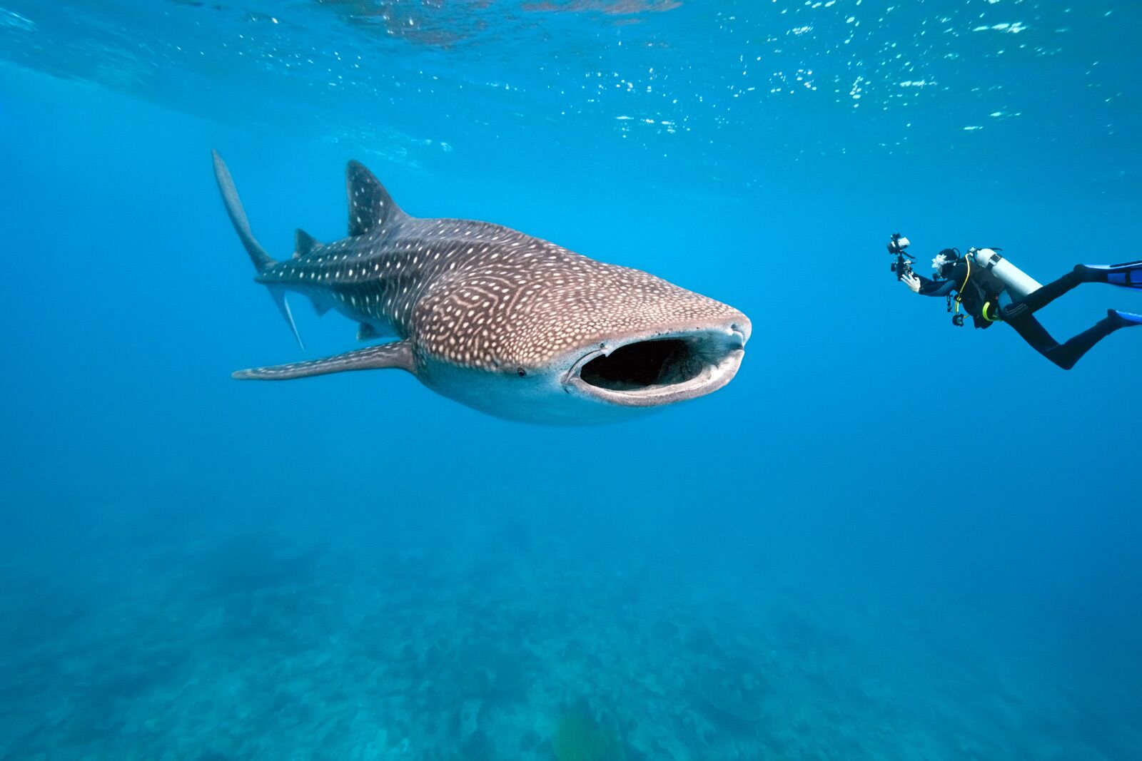 Coste del viaje a Maldivas Tours y actividades Excursiones de snorkel a una isla privada de Maldivas