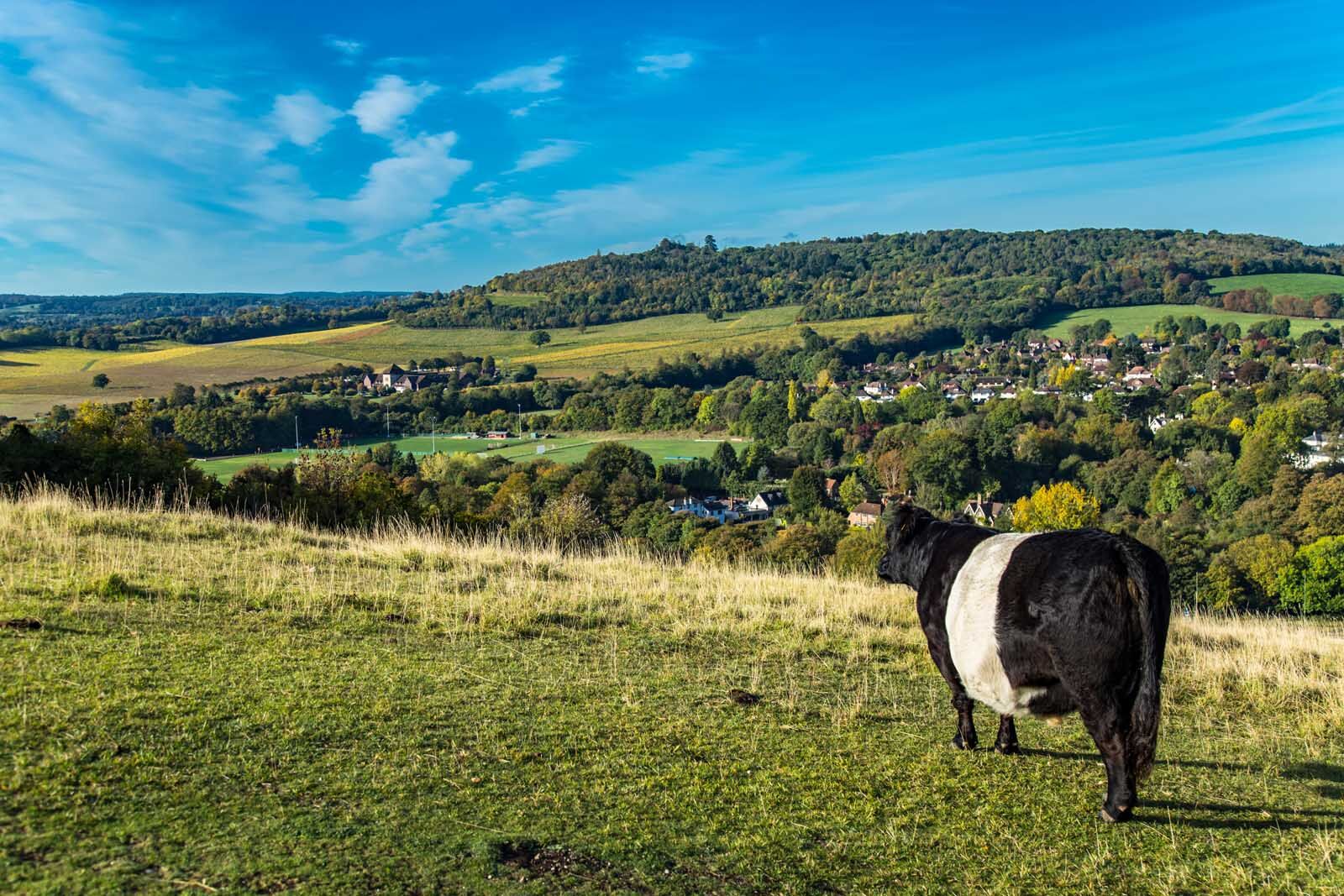 excursiones de un día a Londres Box Hill