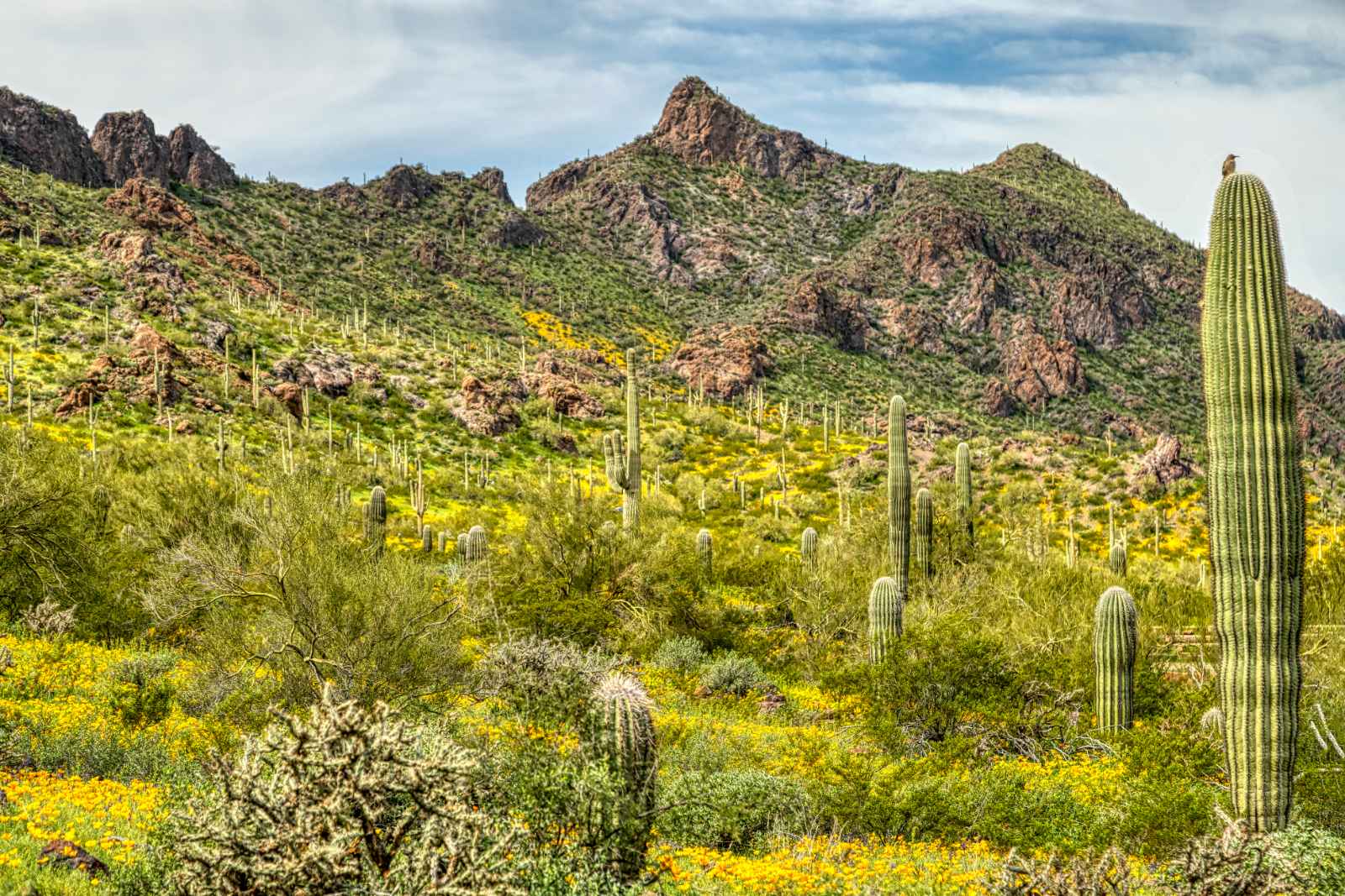 Mejores parques estatales de Arizona Parque estatal Picacho Peak