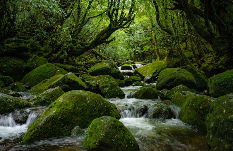 Isla de Yakushima