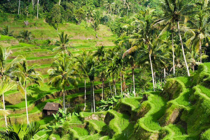 Bali