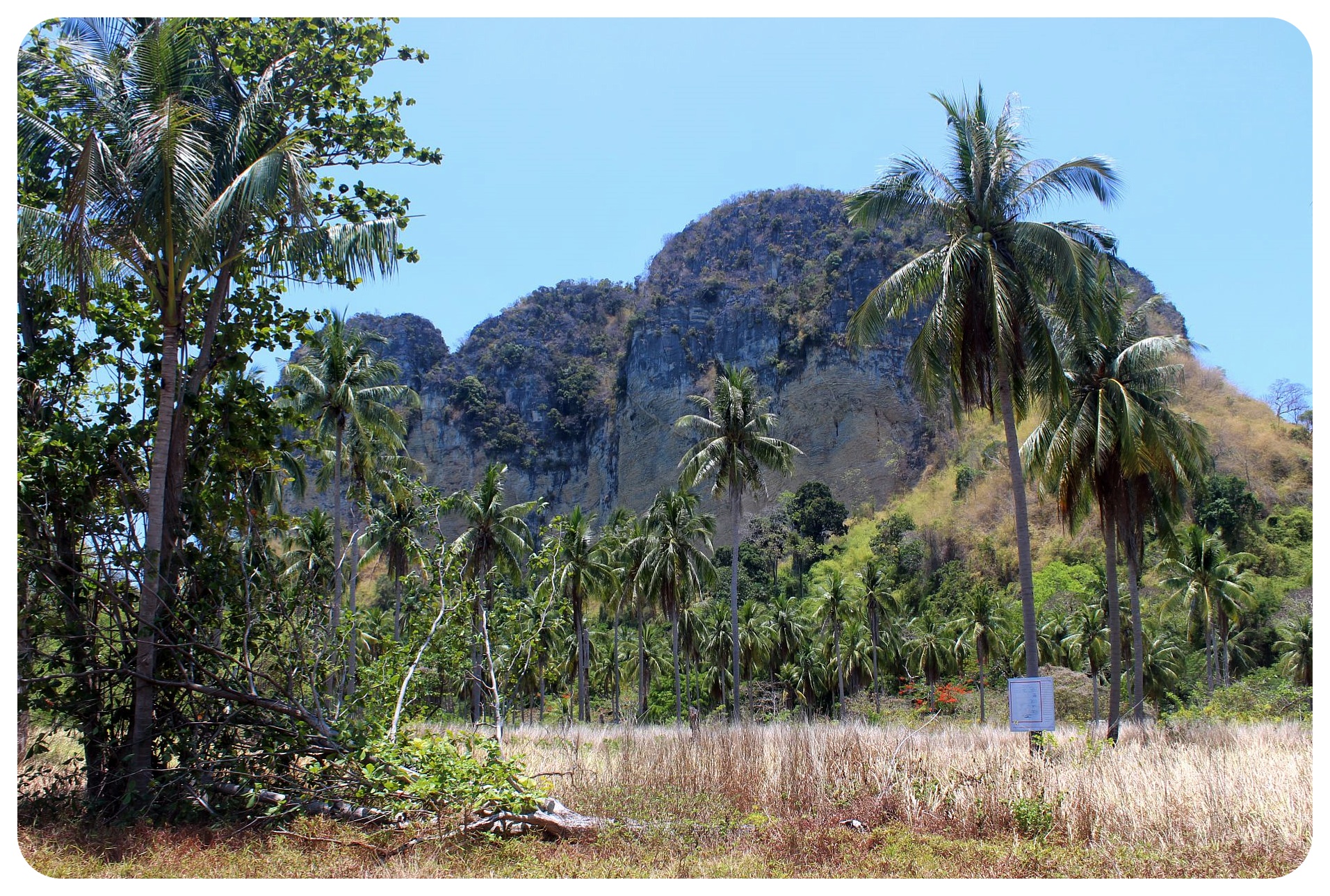 palmeras koh poda