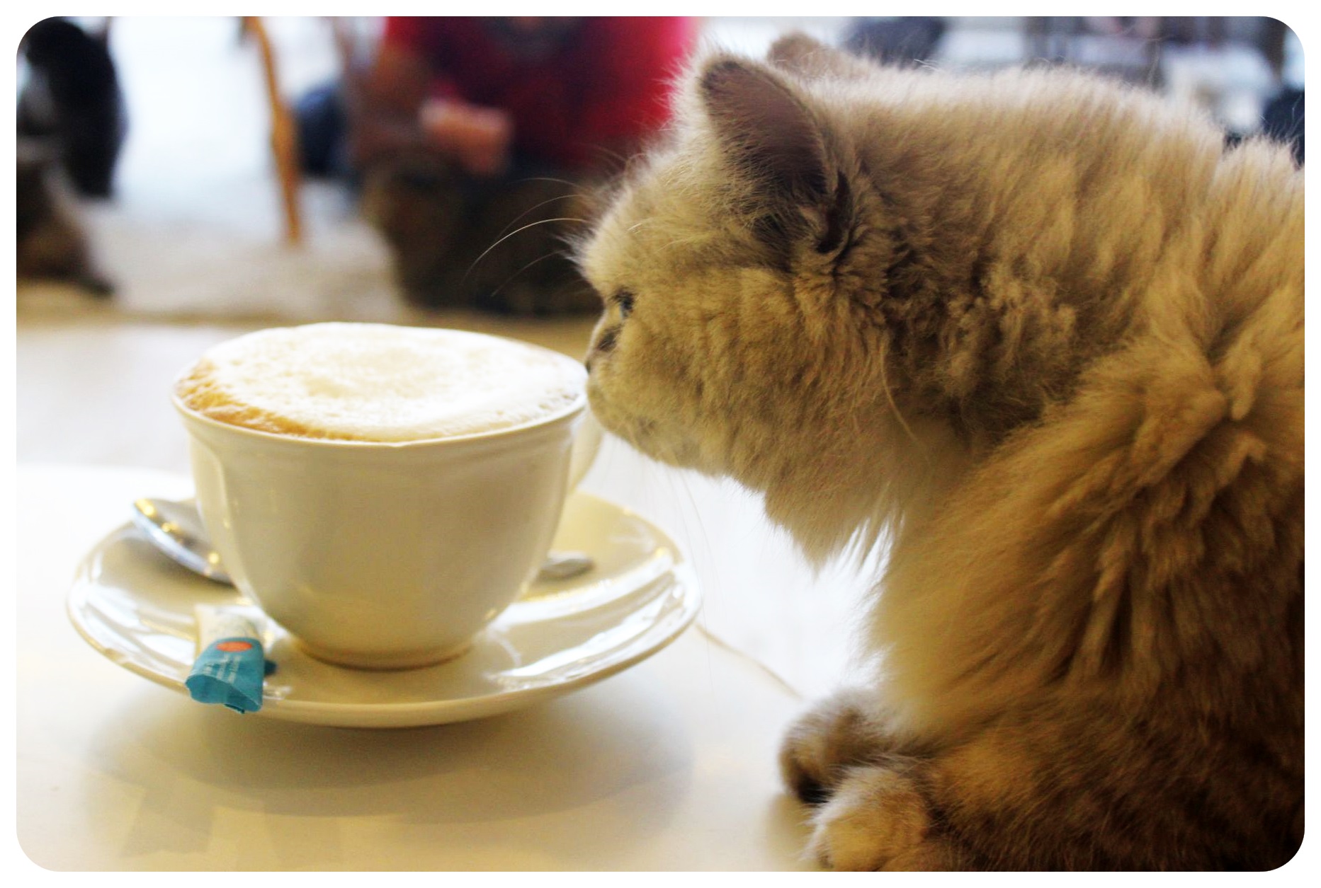 café de gatos de Bangkok