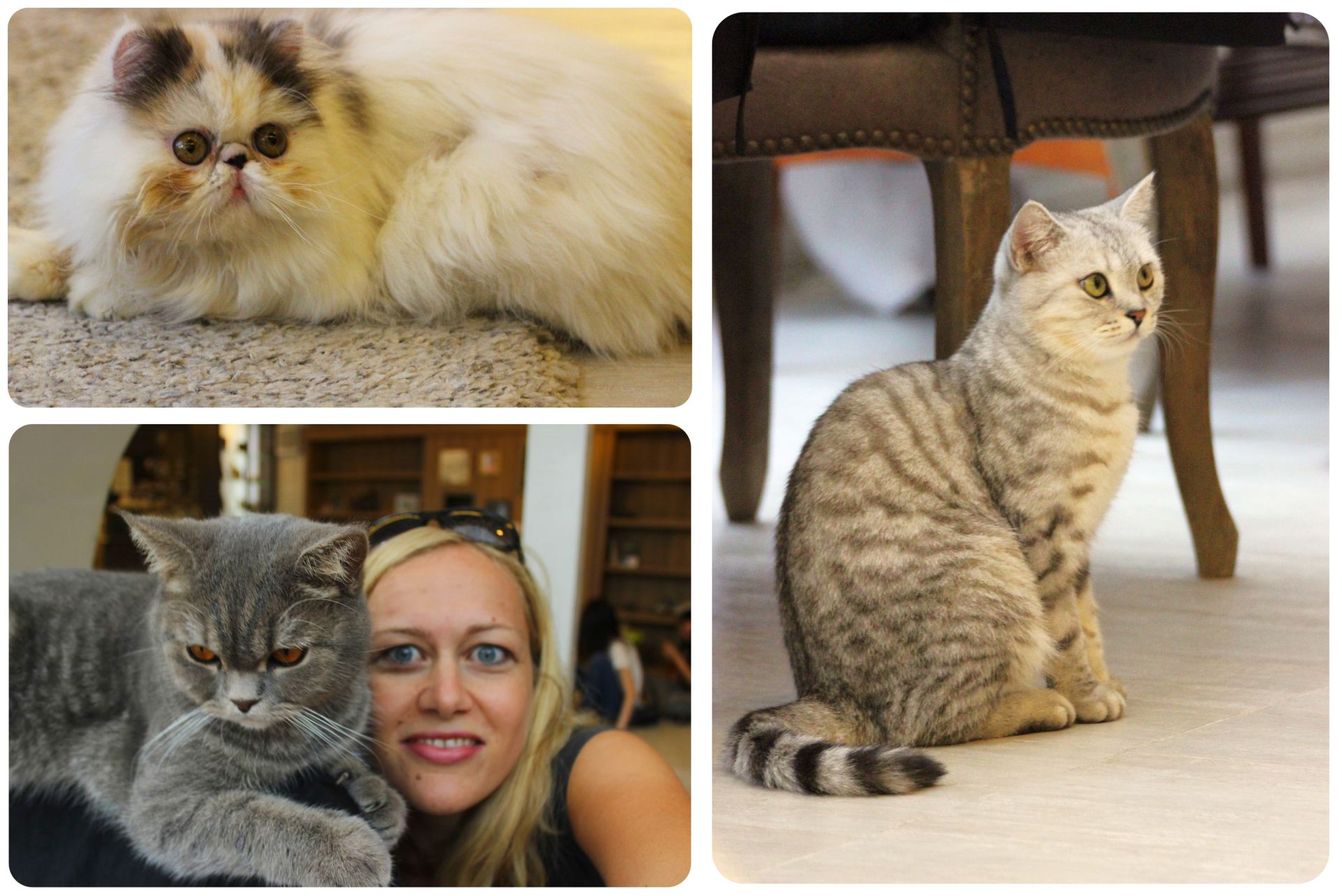 Gatos en el Purr Cat Cafe Bangkok