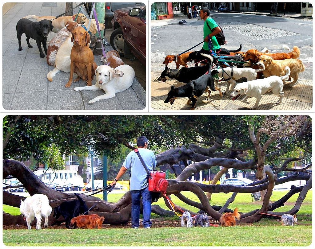 Paseadores de perros de Buenos Aires