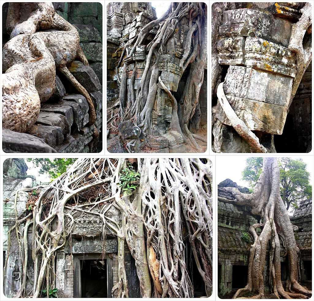 Ta Prohm Jungle Templo Angkor Wat