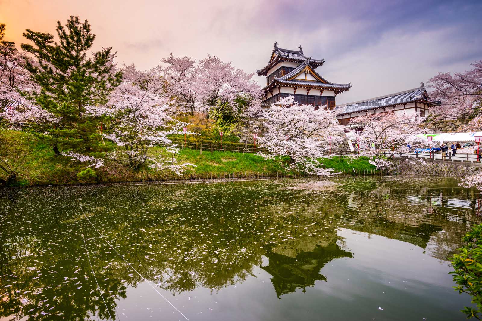 Cherry Blossoms ¿Qué hacer en Kioto Japón