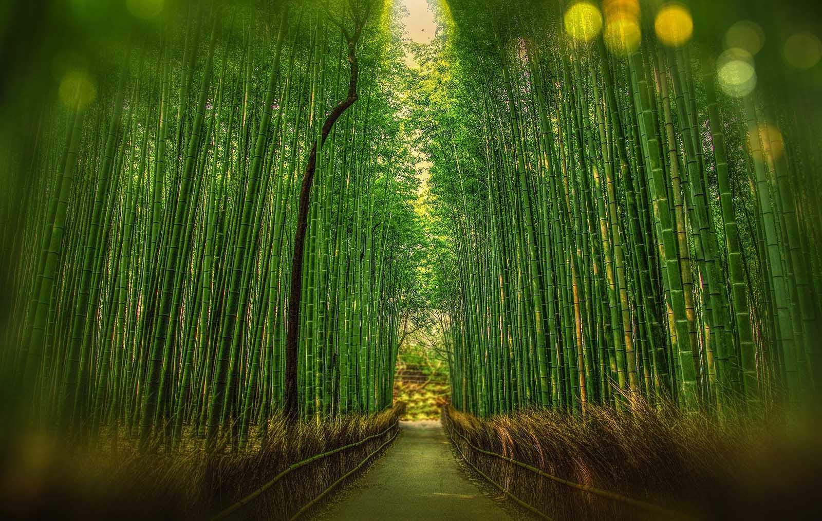 Los mejores lugares para visitar en Kioto, Japón Arashiyama Bamboo Grove