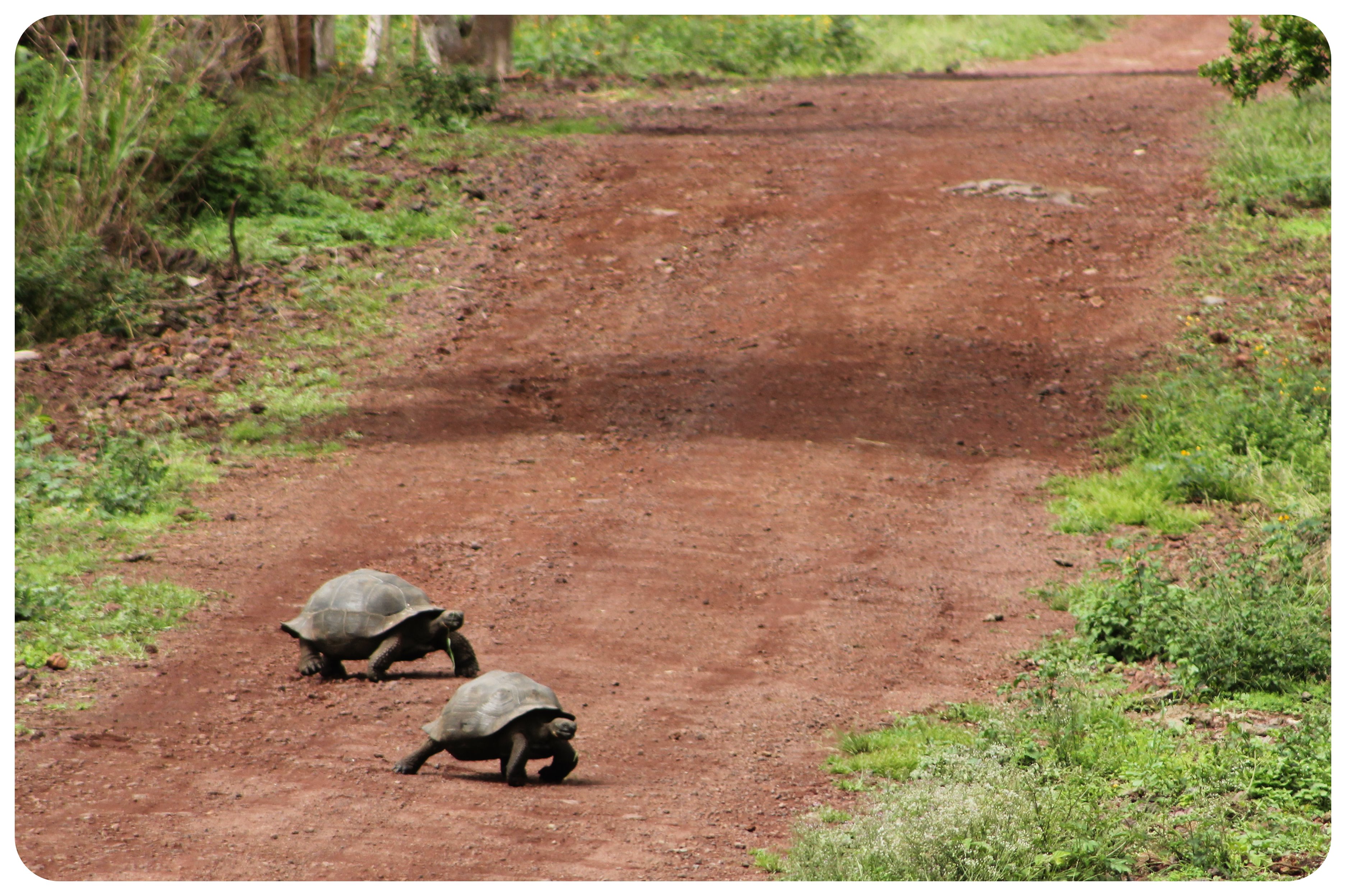 tortugas gigantes de Galápagos