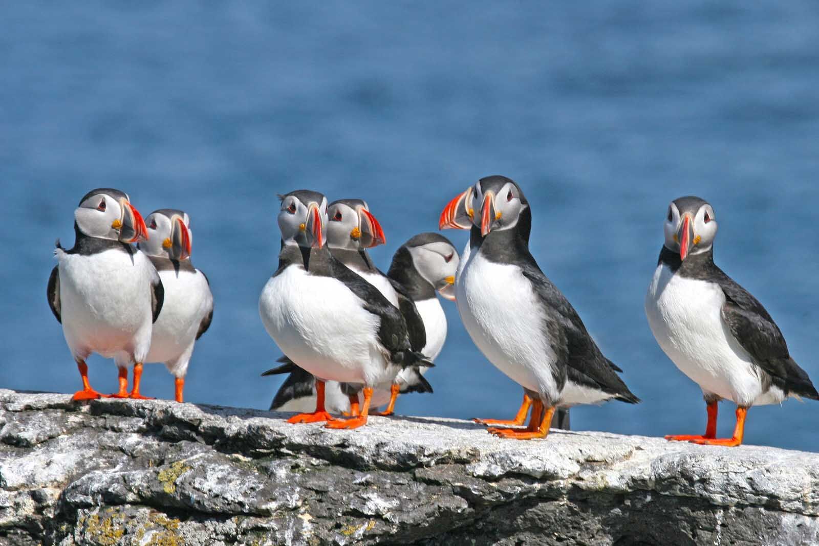 conduciendo los puffins de la carretera de circunvalación