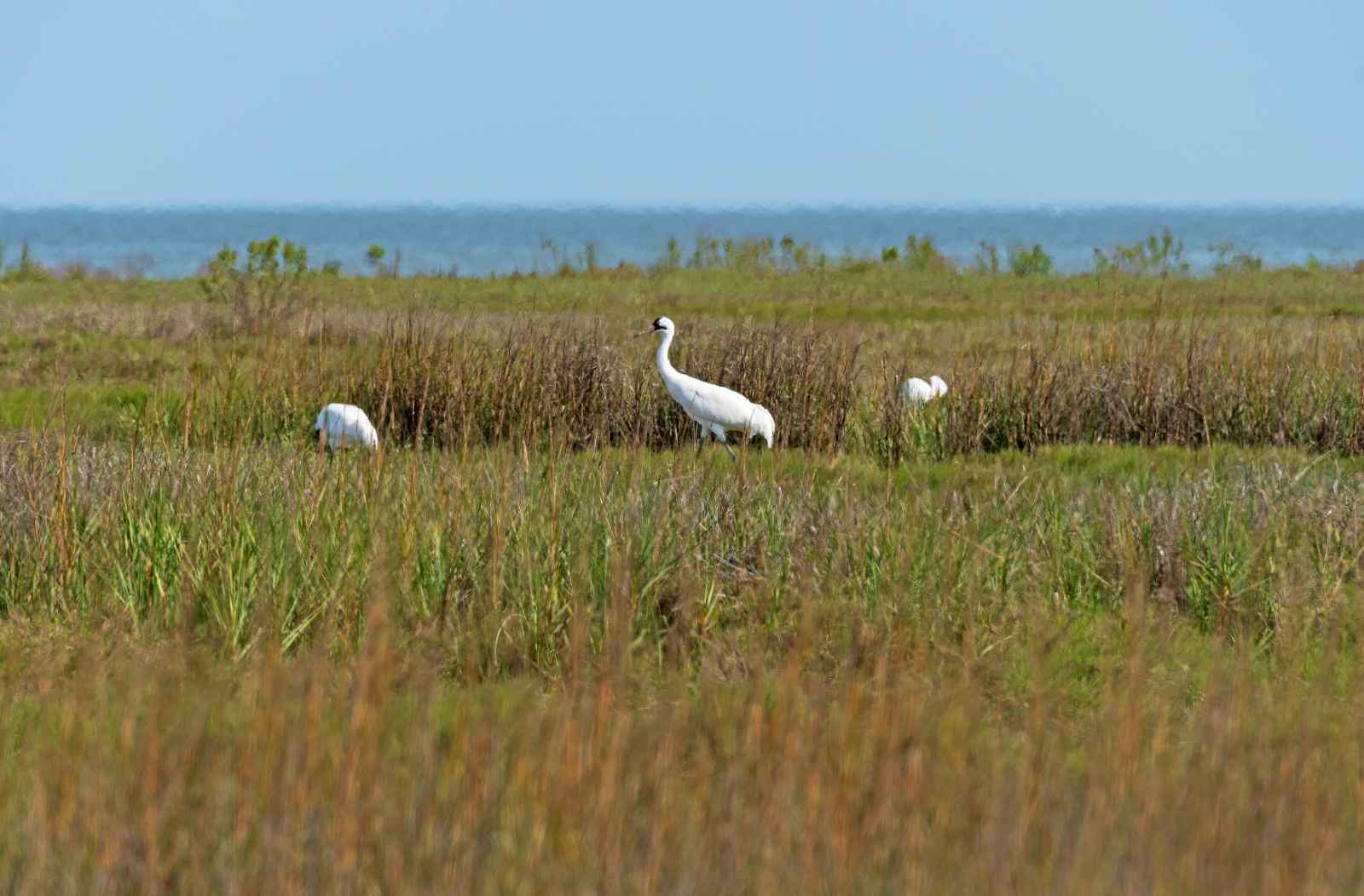 Escapadas de fin de semana en Texas Aransas National Wildlife Refuge