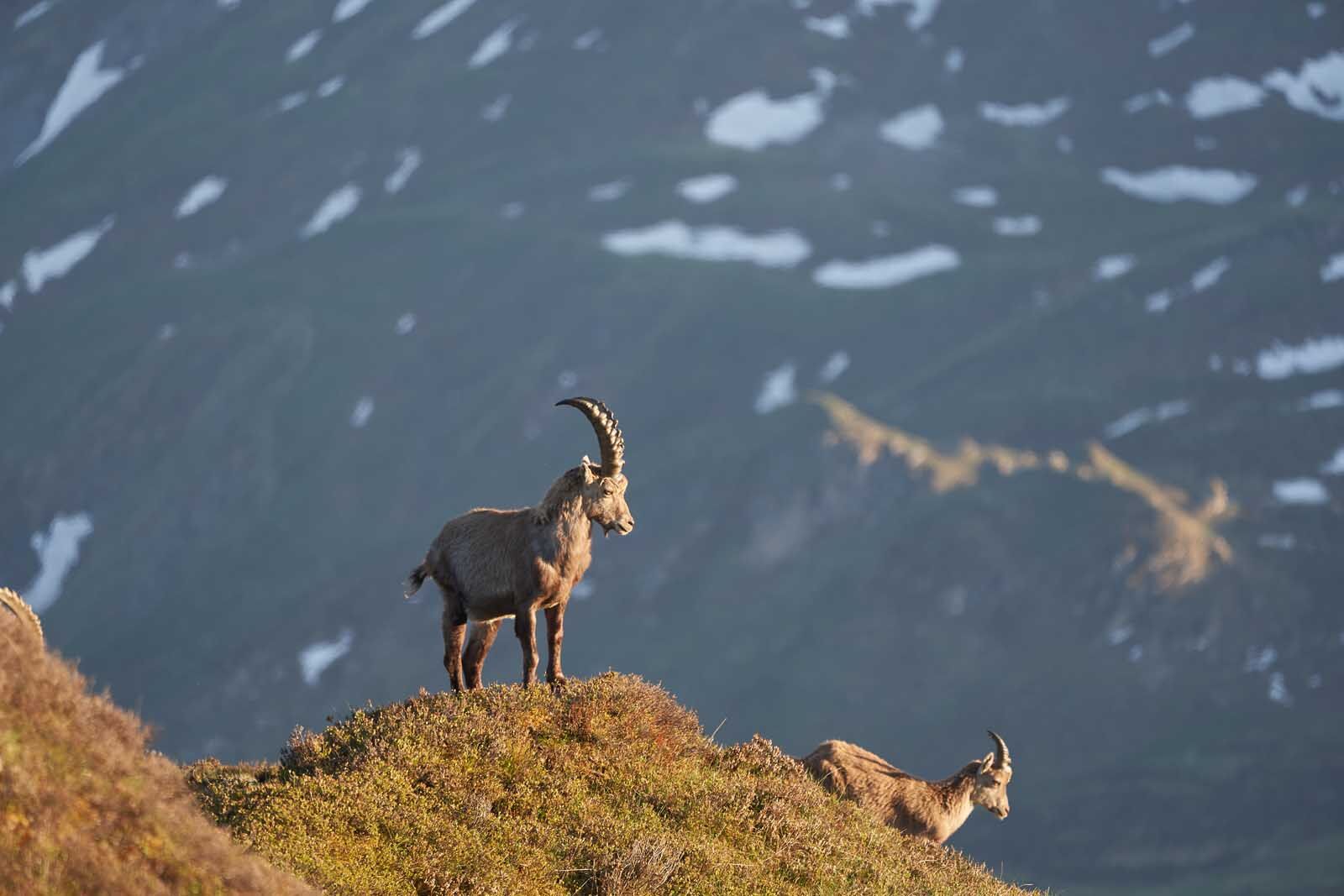 cosas que hacer en el parque nacional suizo de suiza