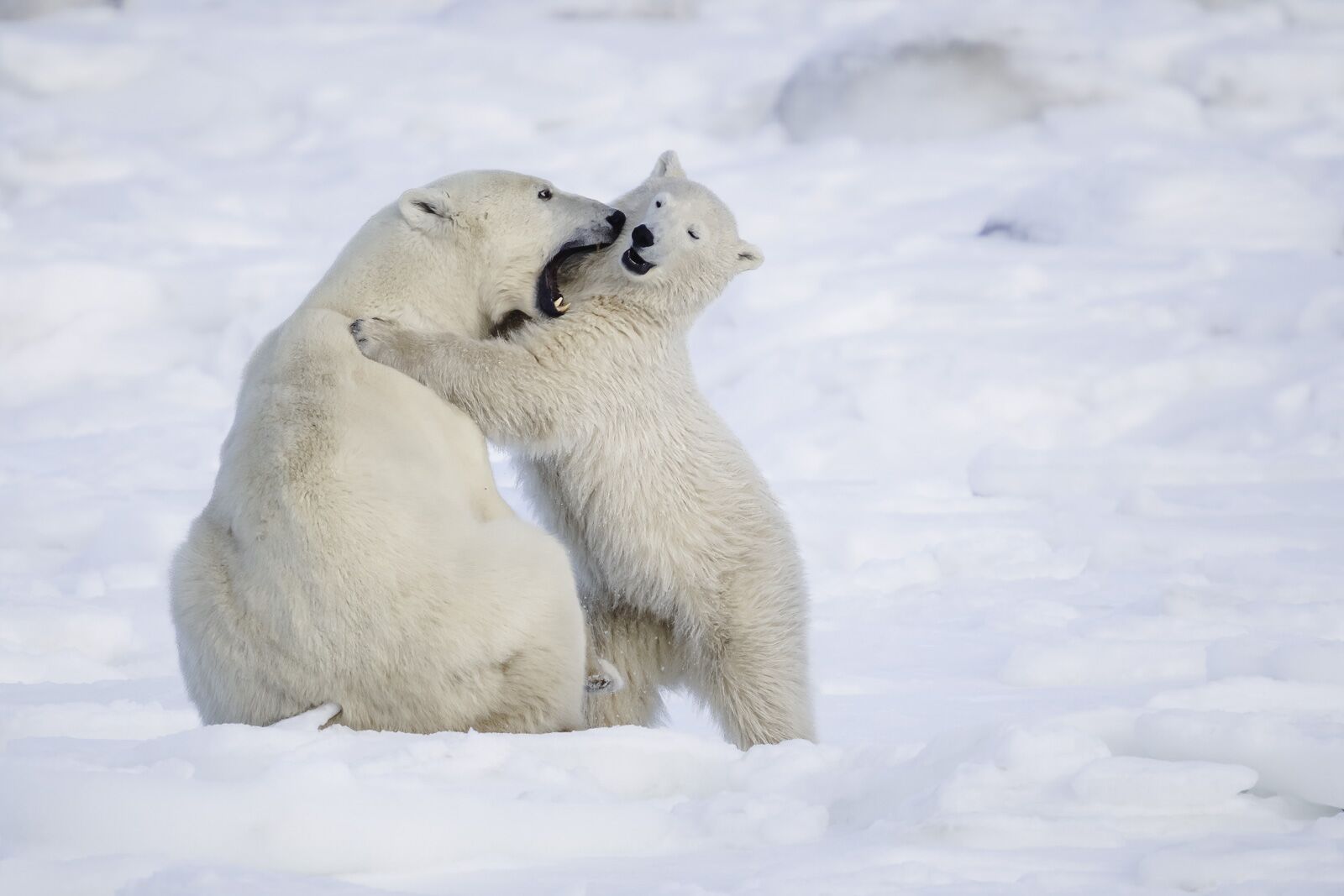 madre y cachorro de oso polar en Churchill Manitoba en el borde de la bahía de Hudson