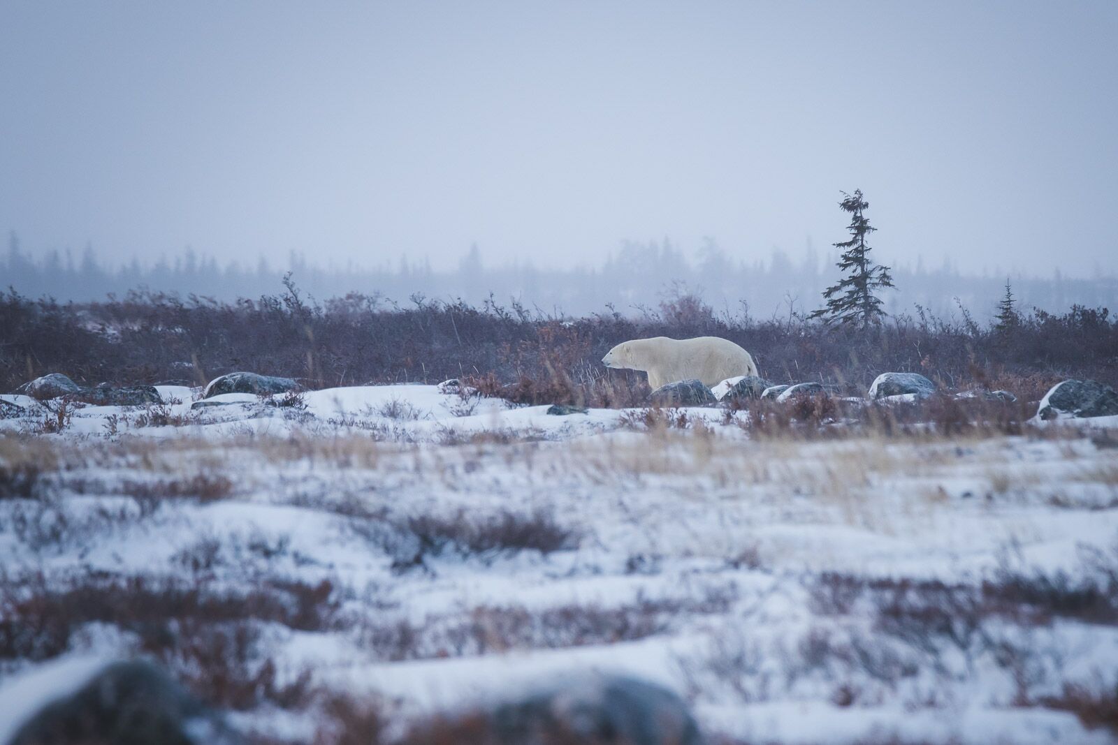 Observación de oso polar Seal River Lodge