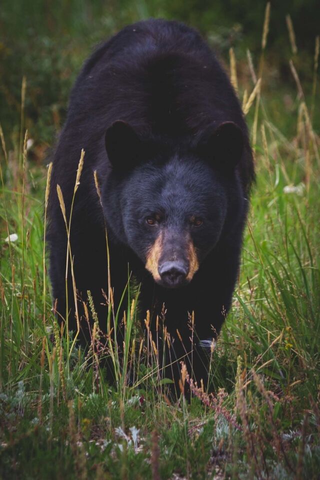 Vida salvaje de Churchill Manitoba