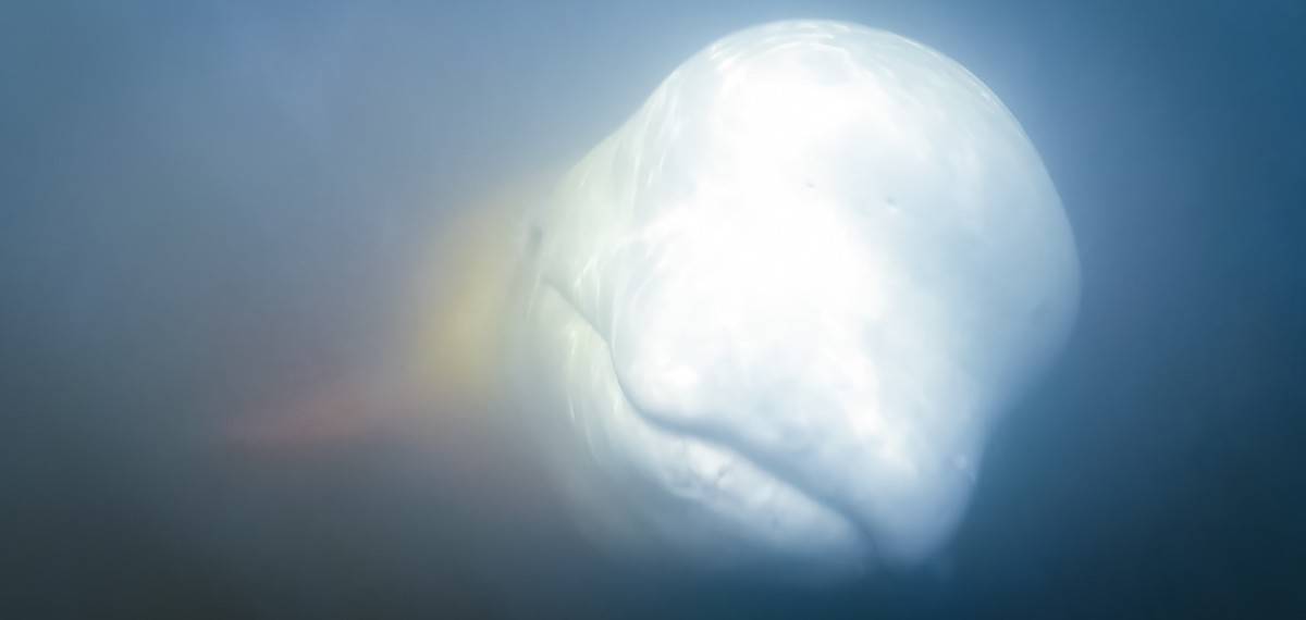 ballenas beluga haciendo kayak en Churchill, Manitoba