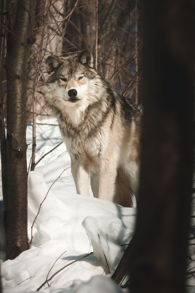 cosas que hacer en Churchill Manitoba Wolves