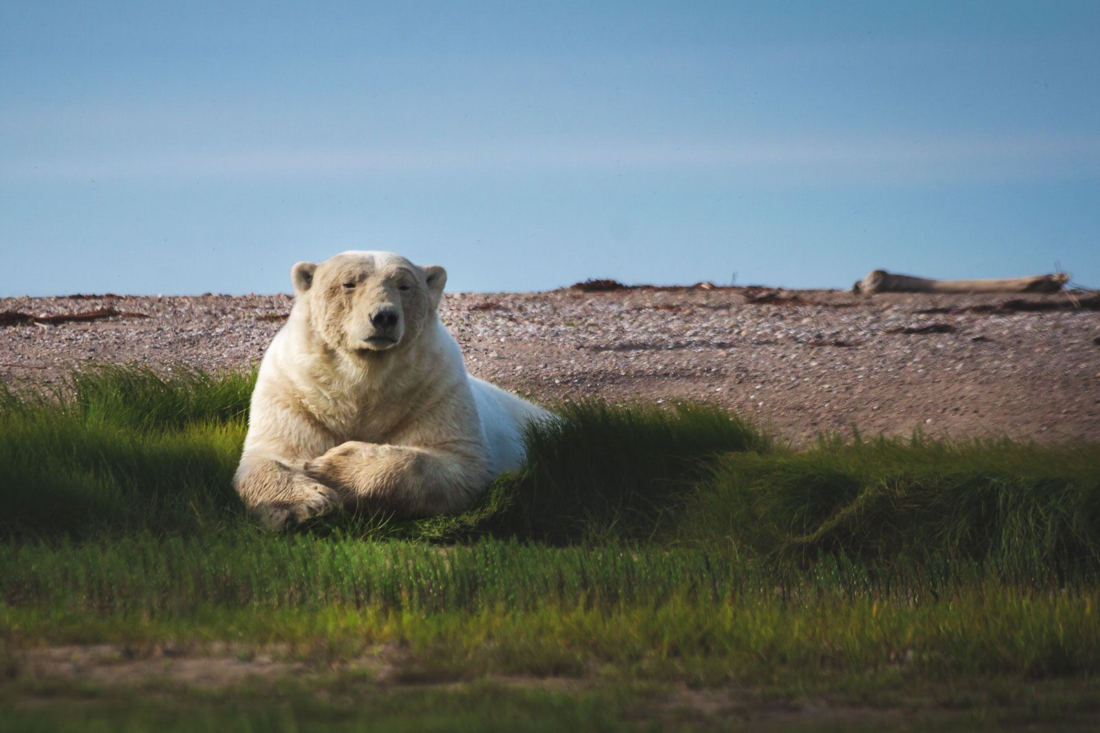 mejor momento para ver osos polares en Churchill Manitoba