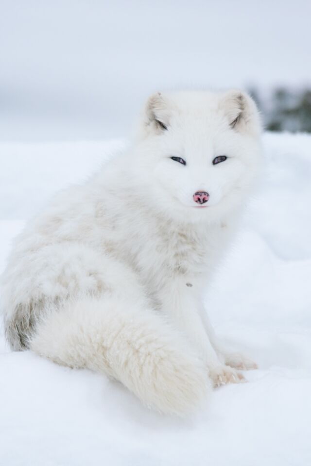 Zorro ártico en la tundra