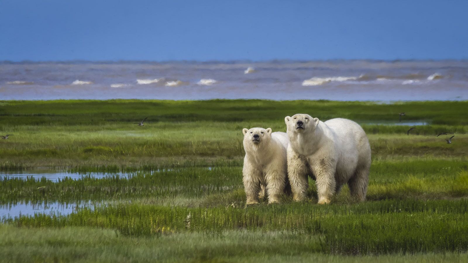 Caminando con osos polares cerca de Churchill Manitoba