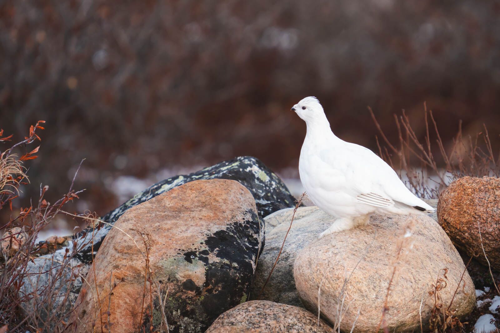 cosas por hacer en Churchilll Manitoba observación de pájaros