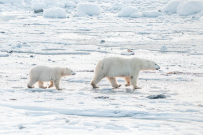 Las mejores cosas que hacer en Churchill Manitoba en 2024