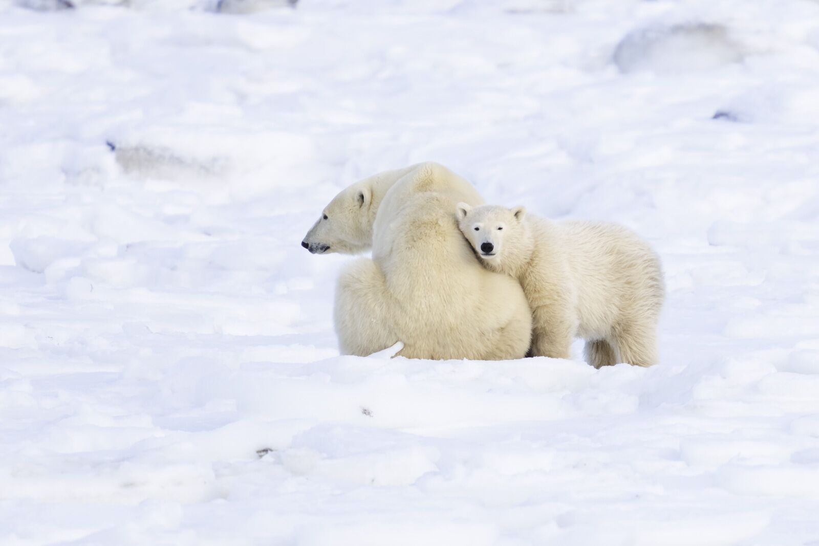 Madre y cachorro de oso polar