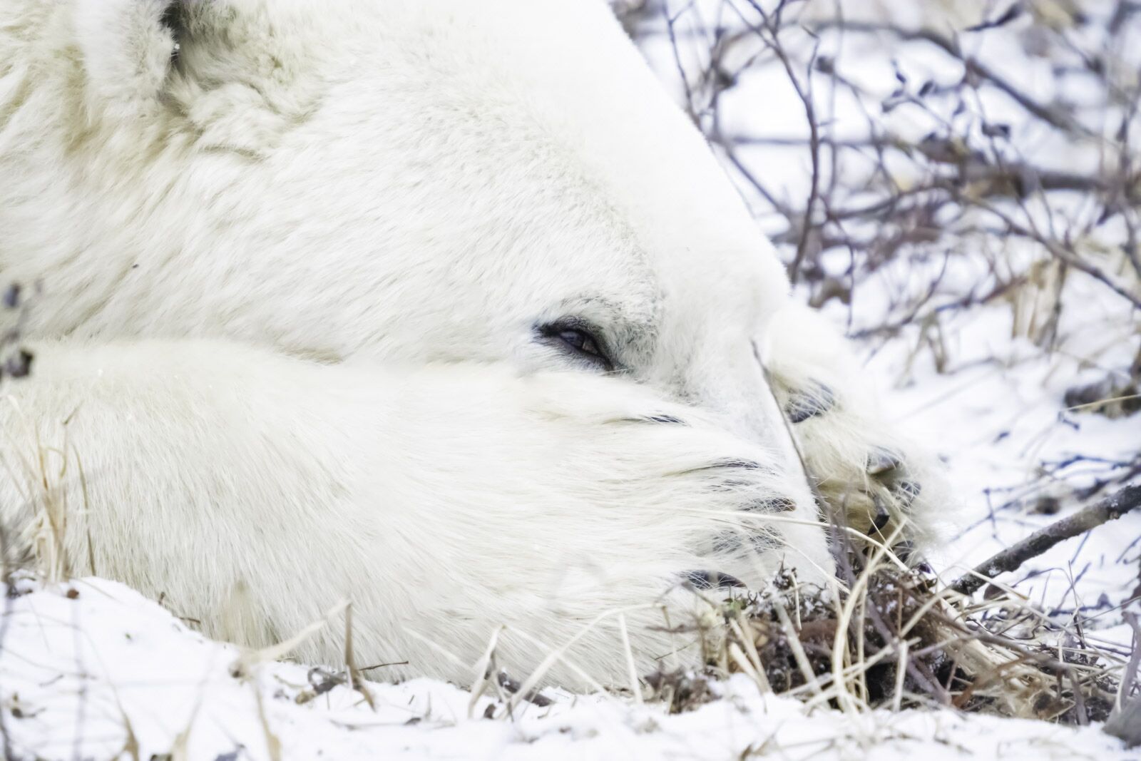 Preguntas frecuentes sobre las visitas del oso polar Churchill Wild