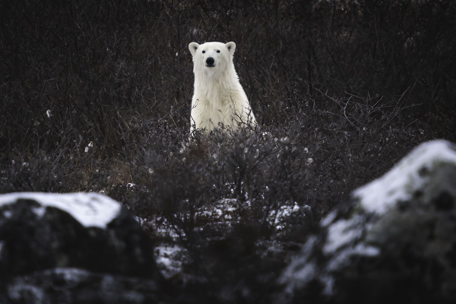 Macho de pie de oso polar