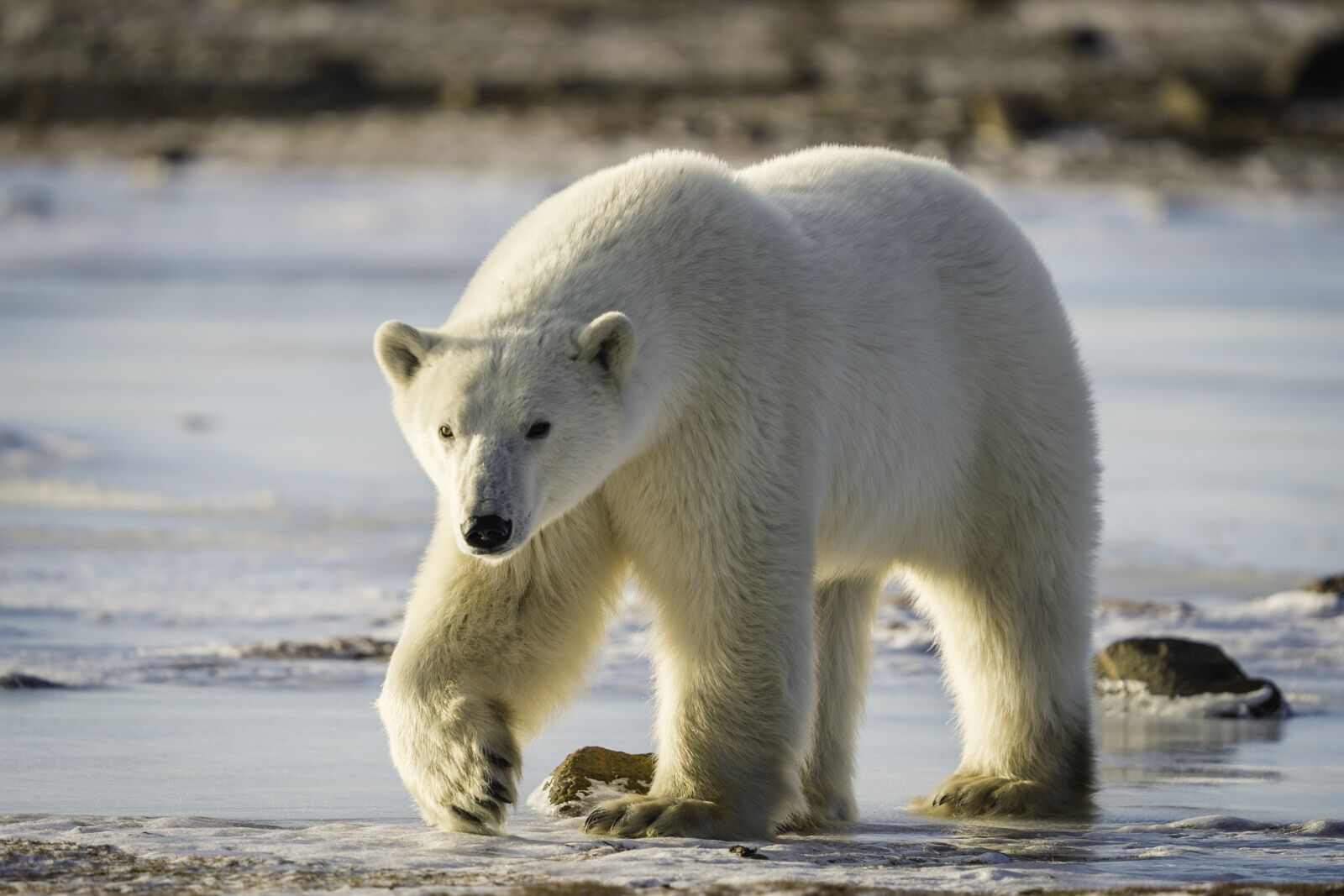 Polar Bear Tours Encuentro femenino de Churchill