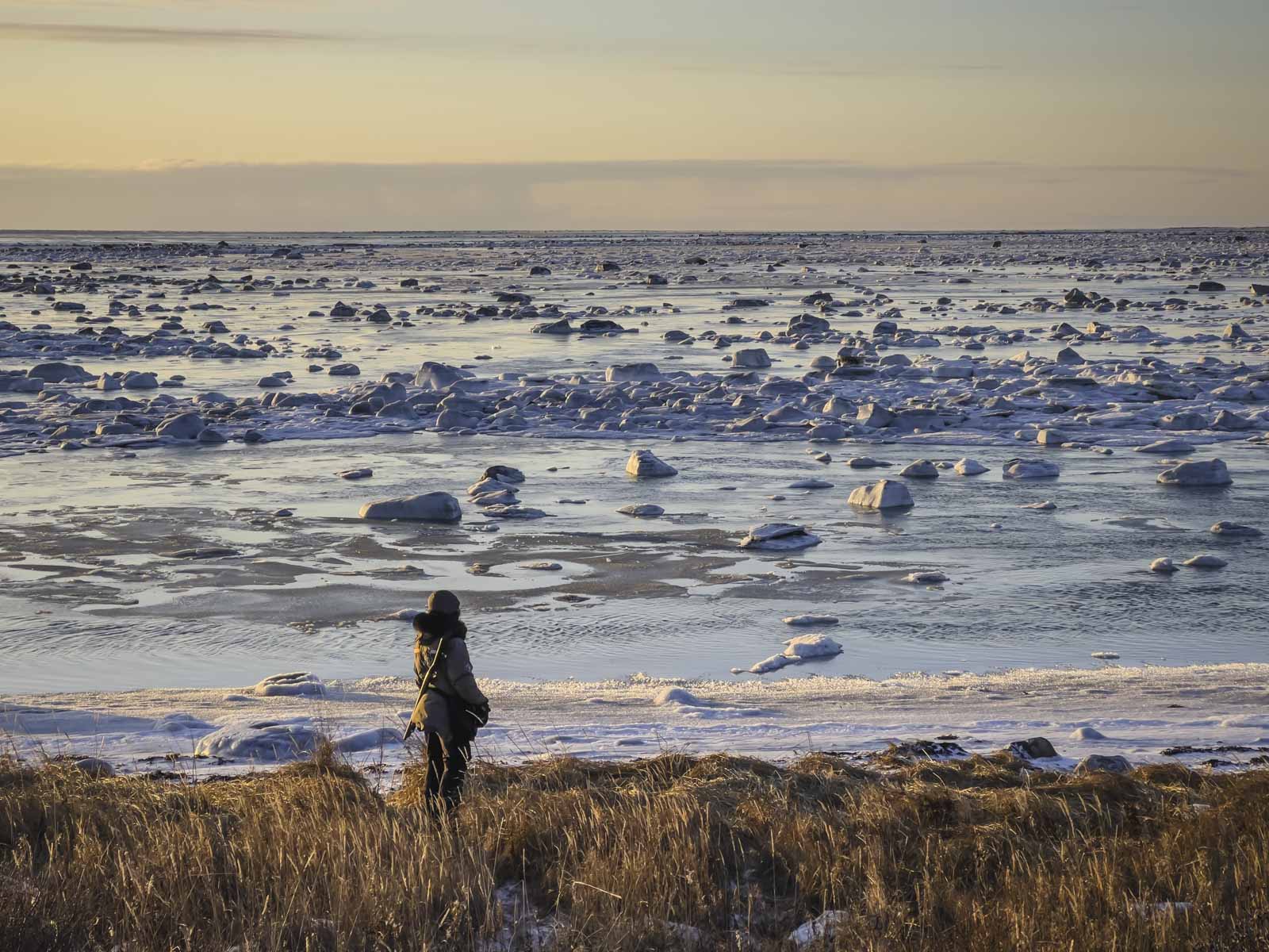 Buscando osos polares en Churchill, Manitoba