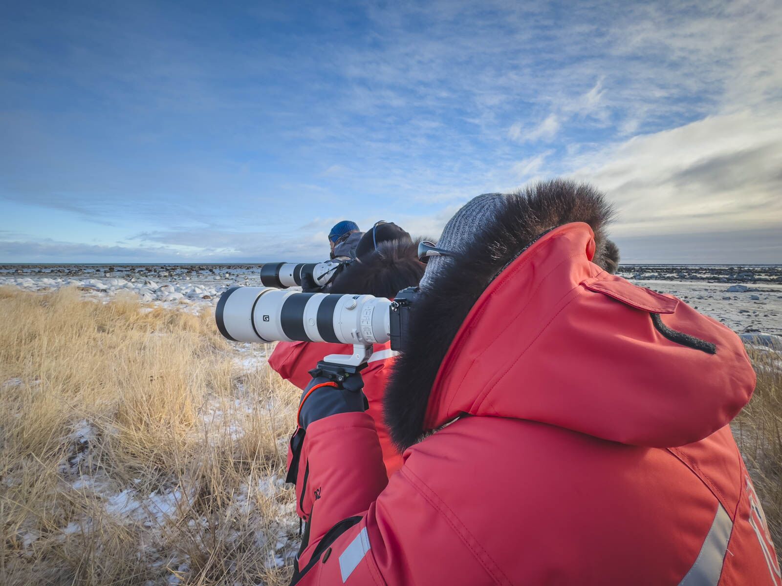 excursiones de oso polar canada