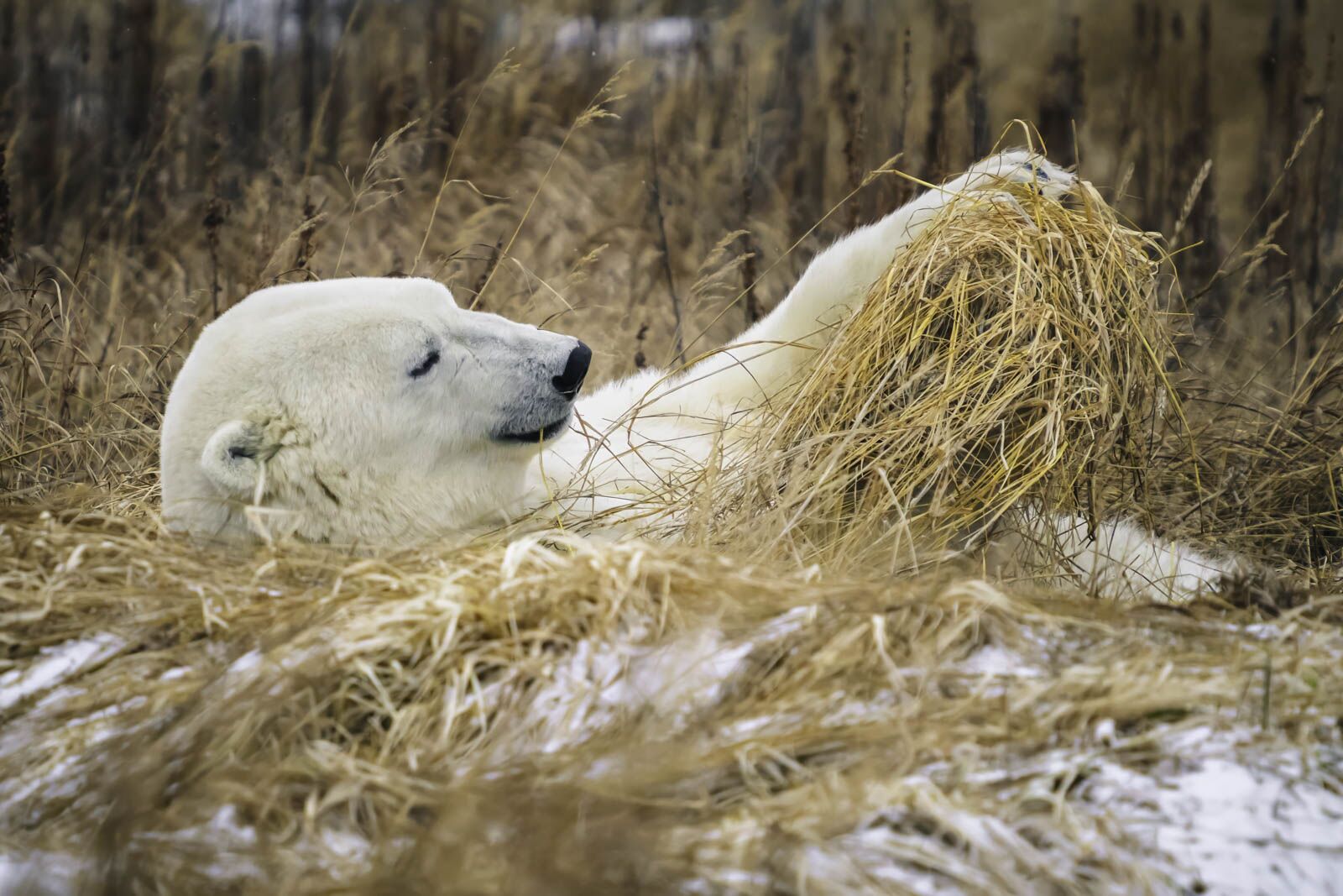 Rutina diaria de Churchill con visitas de oso polar