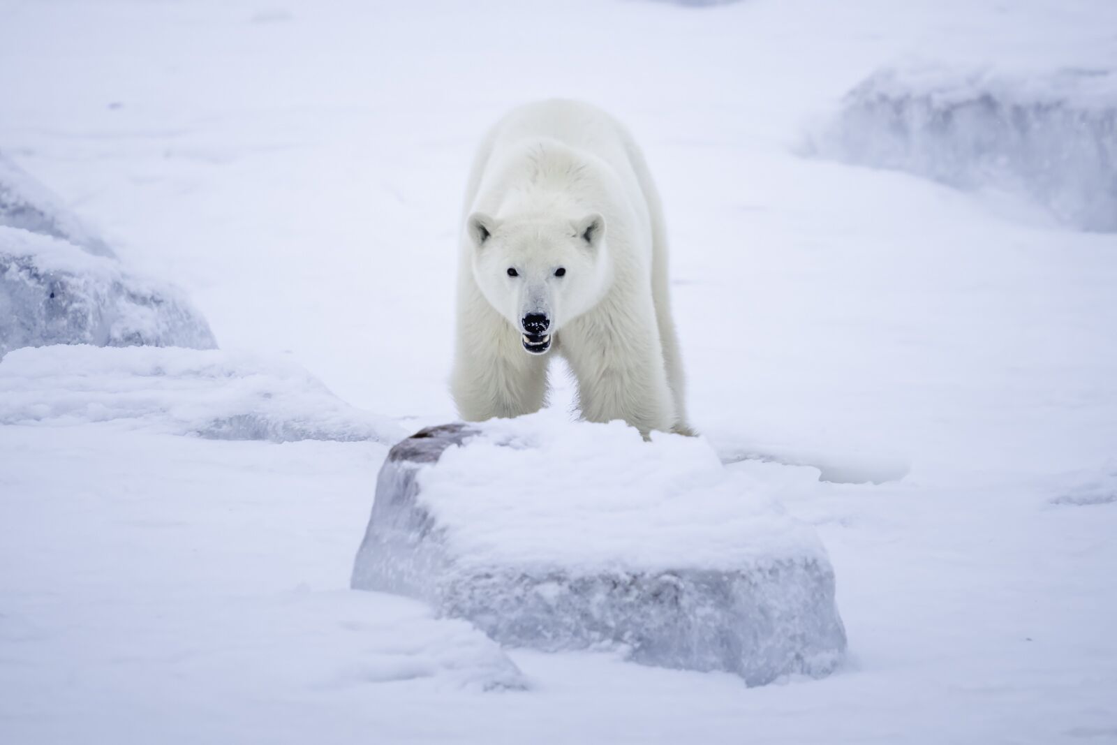 Tours de oso polar Encuentro salvaje de Churchill