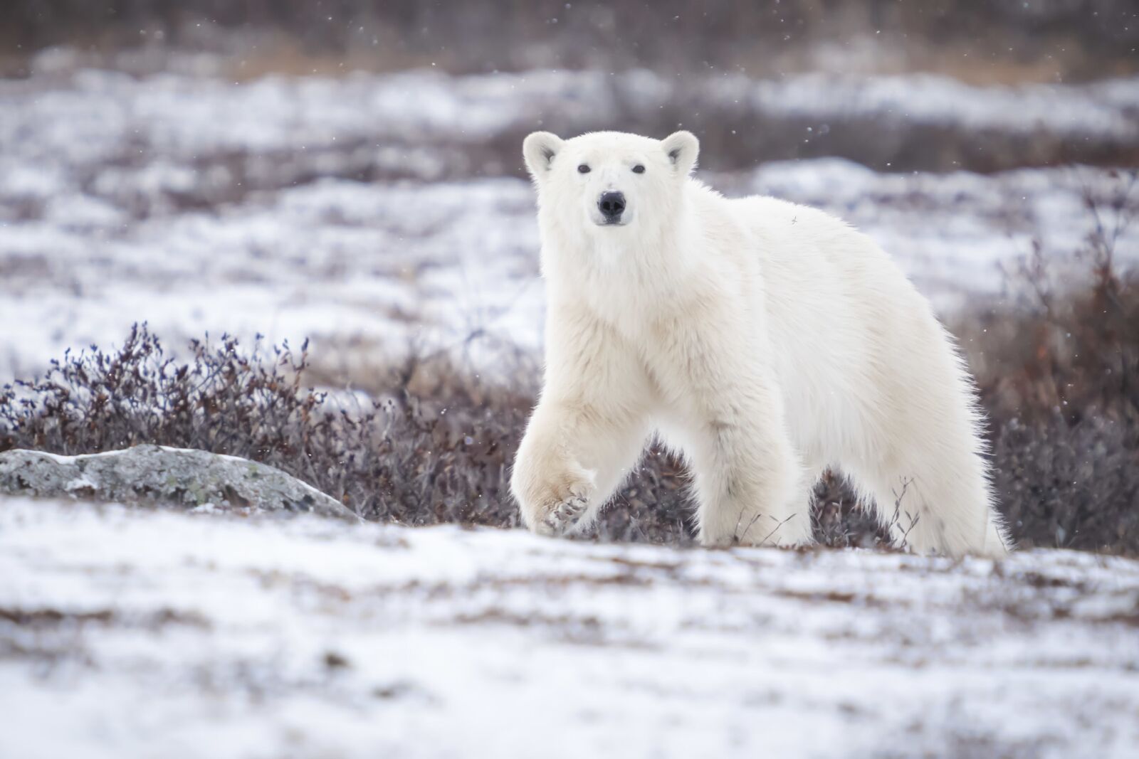 excursiones de oso polar caminando con osos polares hembra curiosa