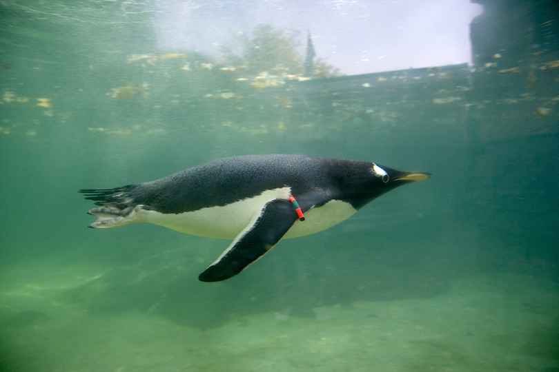 Acuario de Bergen